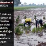 14.000 hektare cetak sawah di Kalimantan Selatan mulai ditanami padi untuk memperkuat produksi pangan dan mendukung target swasembada nasional.
