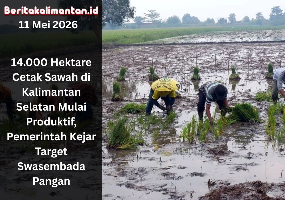 14.000 hektare cetak sawah di Kalimantan Selatan mulai ditanami padi untuk memperkuat produksi pangan dan mendukung target swasembada nasional.