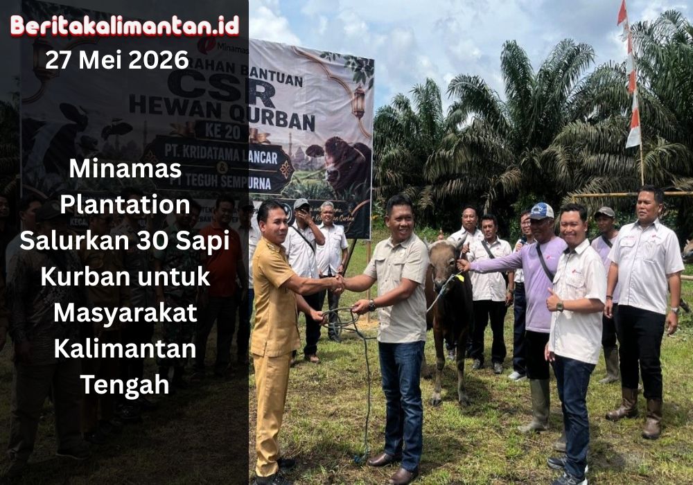 Minamas Plantation salurkan 30 sapi kurban untuk masyarakat Kalimantan Tengah sebagai wujud kepedulian sosial pada momen Idul Adha.