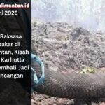 Ular raksasa terbakar di Kalimantan kembali jadi sorotan, mengingatkan dampak karhutla terhadap satwa liar dan ekosistem hutan.